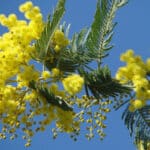 mimoza-cicegi-hikayesi-qoql